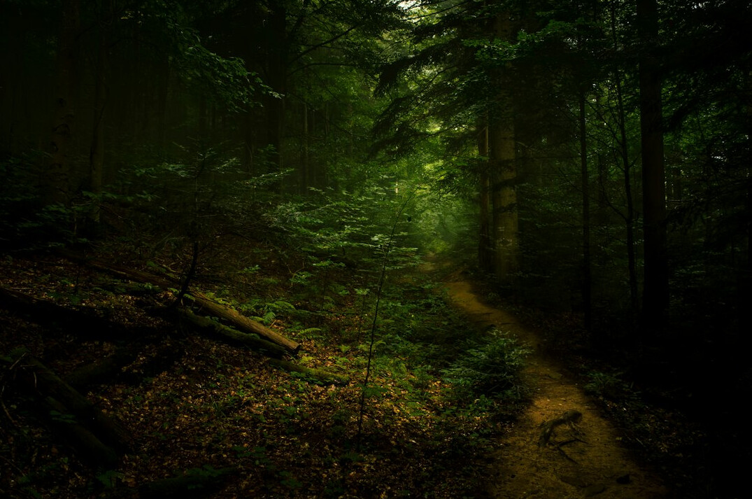 forest hiking trail